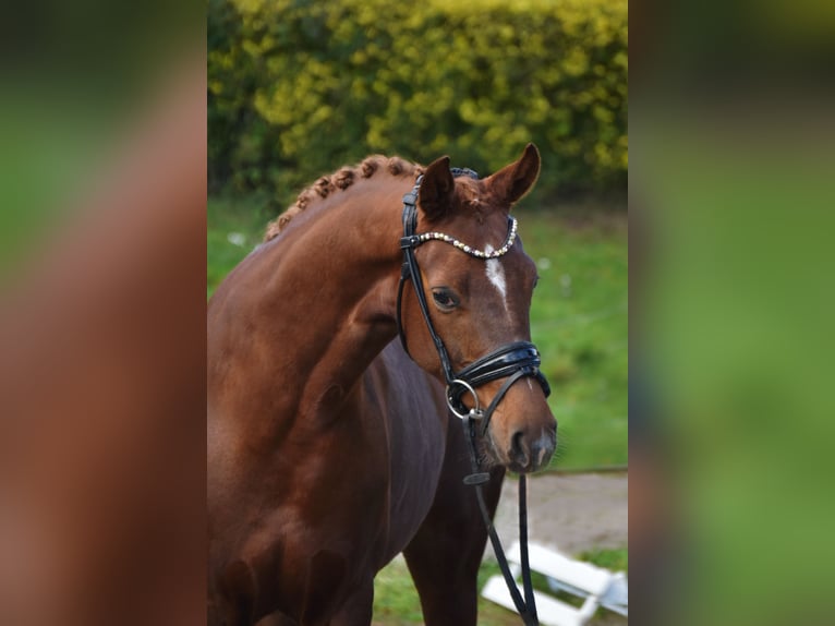 Oldenburg Giumenta 3 Anni 161 cm Sauro scuro in F&#xFC;rstenau