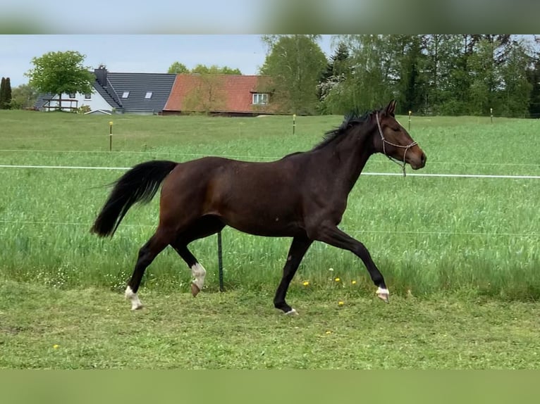 Oldenburg Giumenta 3 Anni 162 cm Baio in Wittendörp