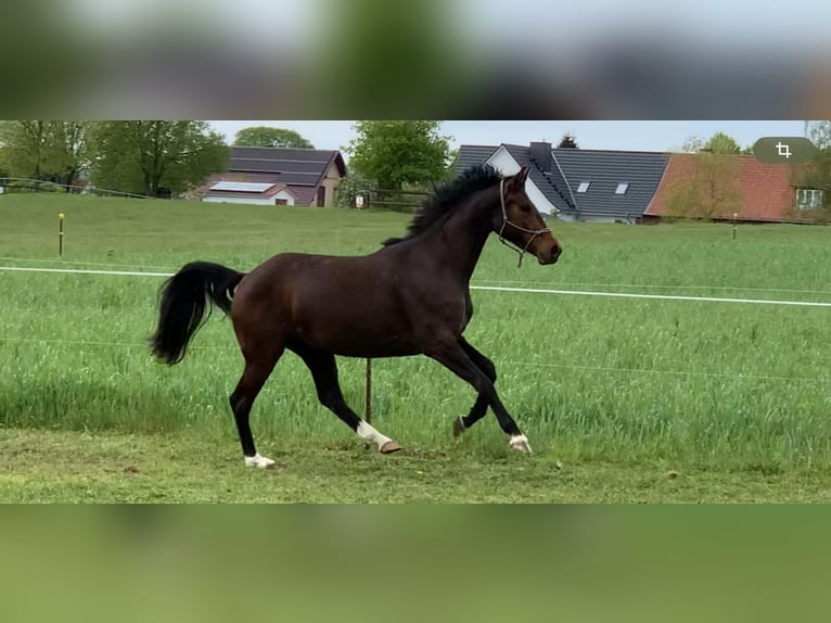 Oldenburg Giumenta 3 Anni 162 cm Baio in Wittendörp