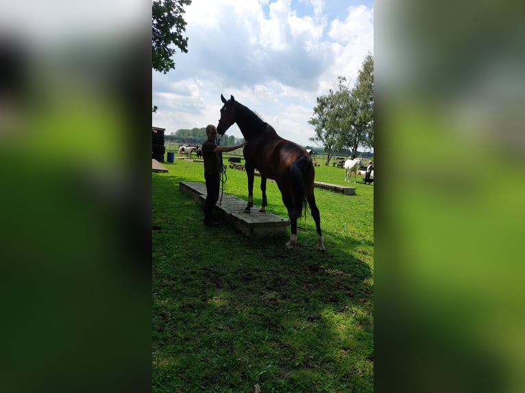 Oldenburg Giumenta 3 Anni 162 cm Baio in Wittendörp