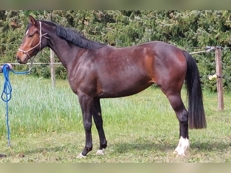 Oldenburg Giumenta 3 Anni 162 cm Baio in Wittendörp