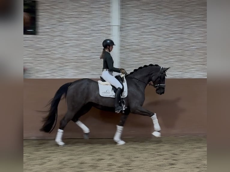 Oldenburg Giumenta 3 Anni 162 cm Baio nero in Wehringen