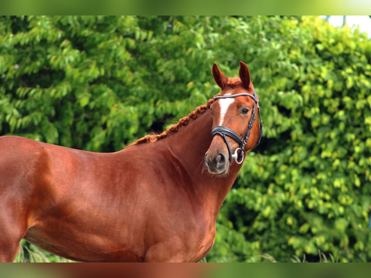 Oldenburg Giumenta 3 Anni 162 cm Sauro in Weiterstadt