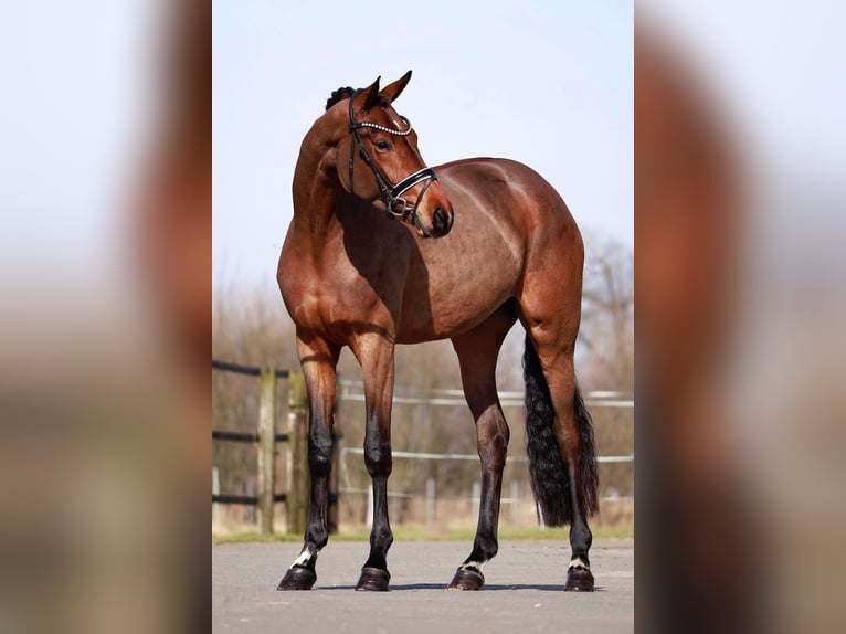 Oldenburg Giumenta 3 Anni 163 cm Baio scuro in Lingen