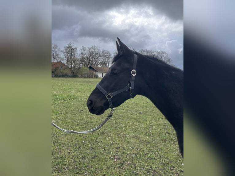 Oldenburg Giumenta 3 Anni 163 cm Morello in Raddestorf