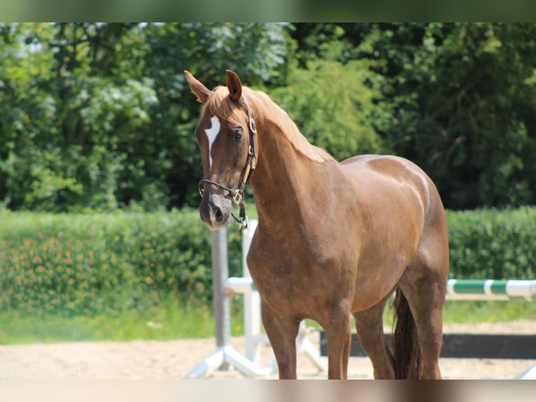Oldenburg Giumenta 3 Anni 163 cm Sauro in Ro&#xDF;dorf
