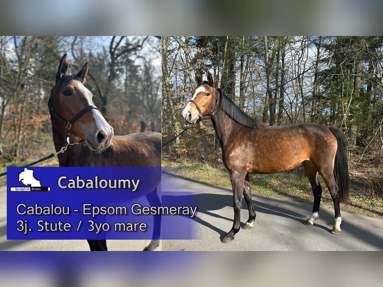 Oldenburg Giumenta 3 Anni 164 cm Baio in Gadow