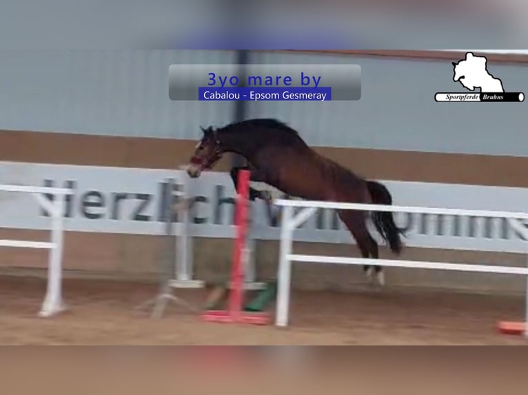 Oldenburg Giumenta 3 Anni 164 cm Baio in Gadow