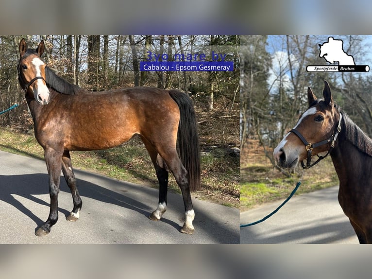 Oldenburg Giumenta 3 Anni 164 cm Baio in Gadow