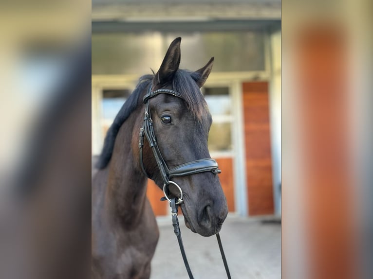Oldenburg Giumenta 3 Anni 164 cm Morello in Sondershausen