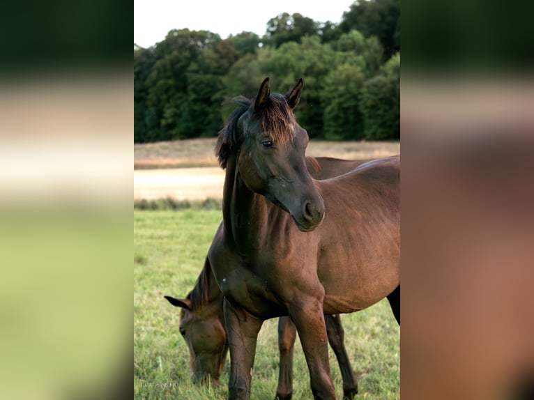 Oldenburg Giumenta 3 Anni 164 cm Morello in Sondershausen