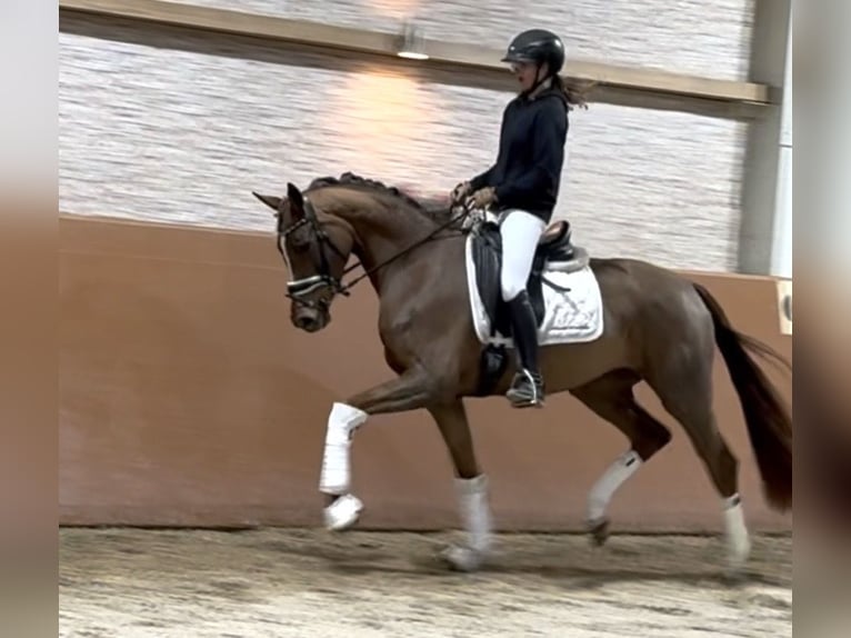 Oldenburg Giumenta 3 Anni 164 cm Sauro scuro in Wehringen