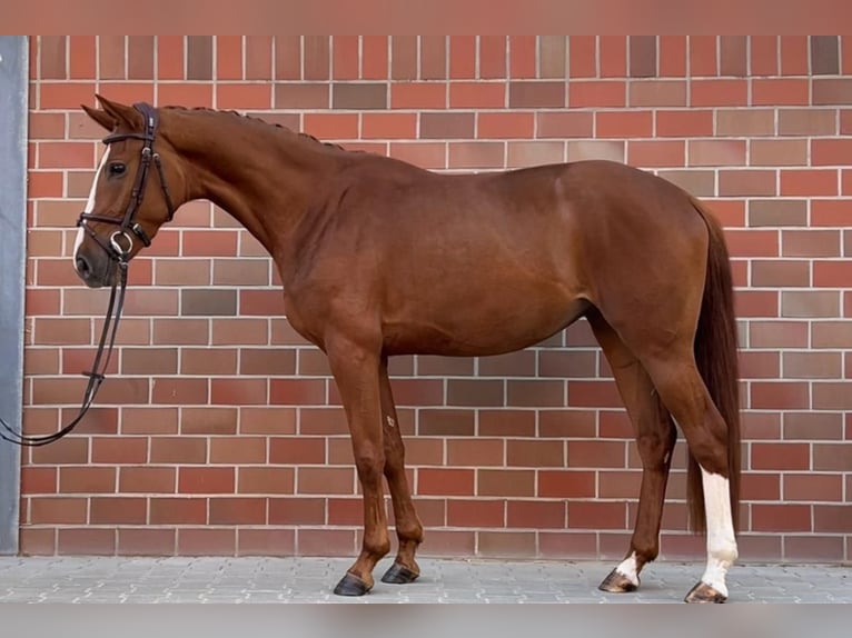 Oldenburg Giumenta 3 Anni 164 cm Sauro scuro in Vechta