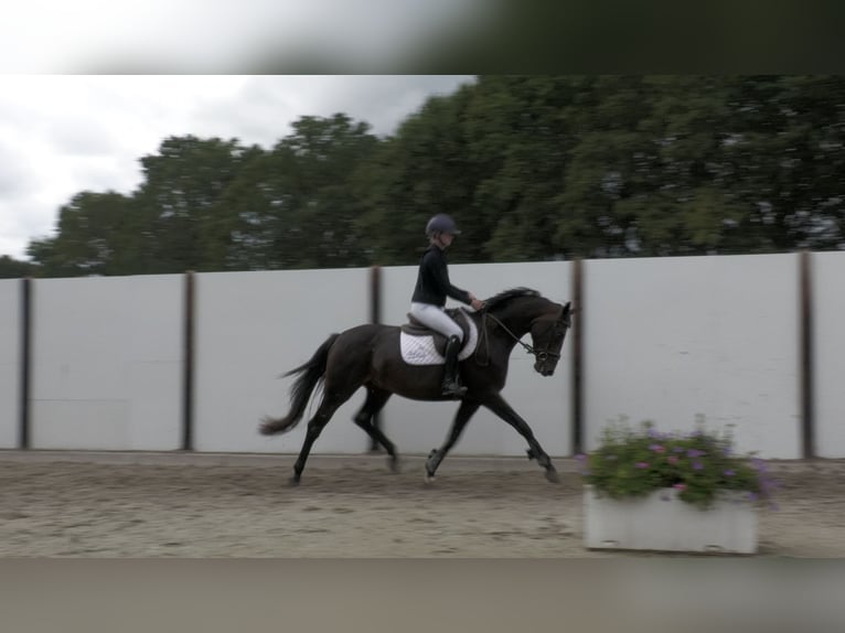 Oldenburg Giumenta 3 Anni 165 cm Baio in Waddinxveen