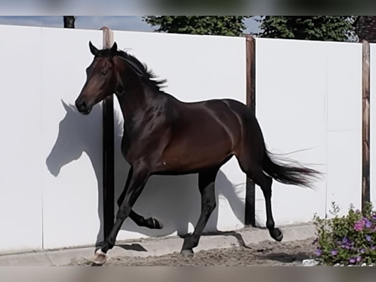 Oldenburg Giumenta 3 Anni 165 cm Baio in Waddinxveen