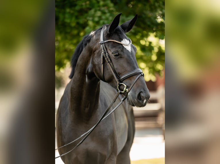 Oldenburg Giumenta 3 Anni 165 cm Baio nero in Versmold