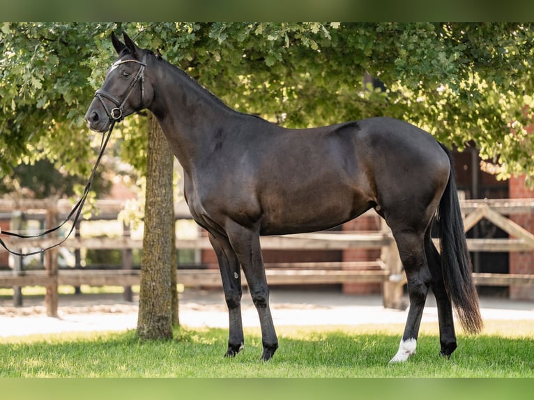 Oldenburg Giumenta 3 Anni 165 cm Baio nero in Versmold