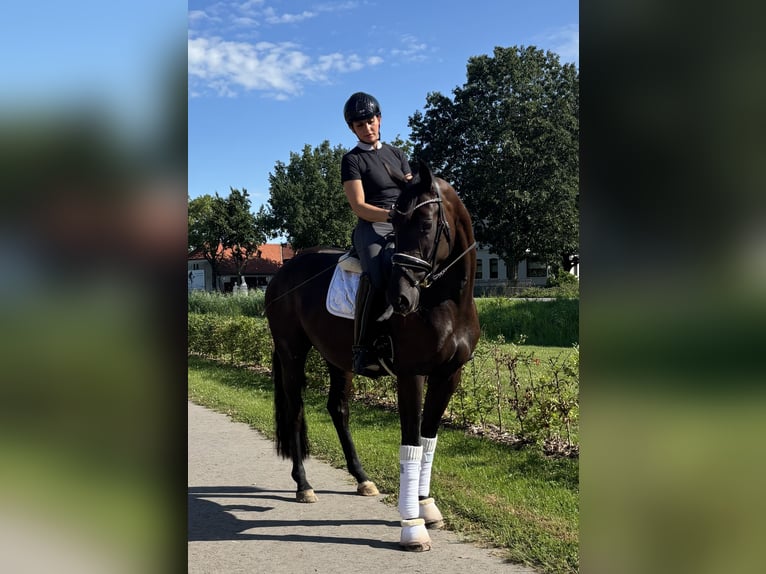 Oldenburg Giumenta 3 Anni 165 cm Morello in Berne