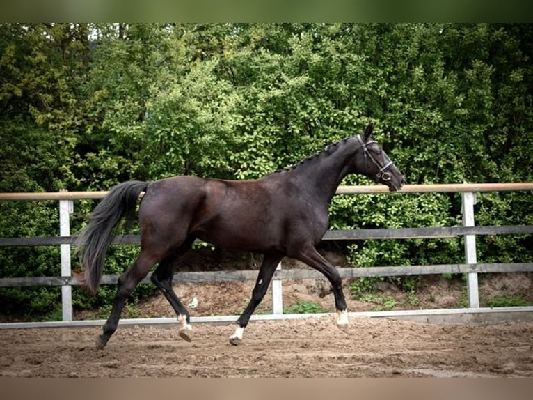 Oldenburg Giumenta 3 Anni 165 cm Morello in Holdorf