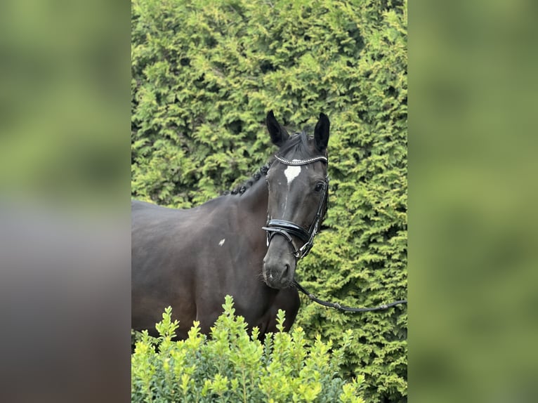 Oldenburg Giumenta 3 Anni 165 cm Morello in Kleinfurra