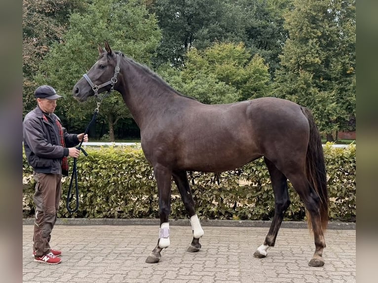 Oldenburg Giumenta 3 Anni 165 cm Sauro scuro in Meyenburg