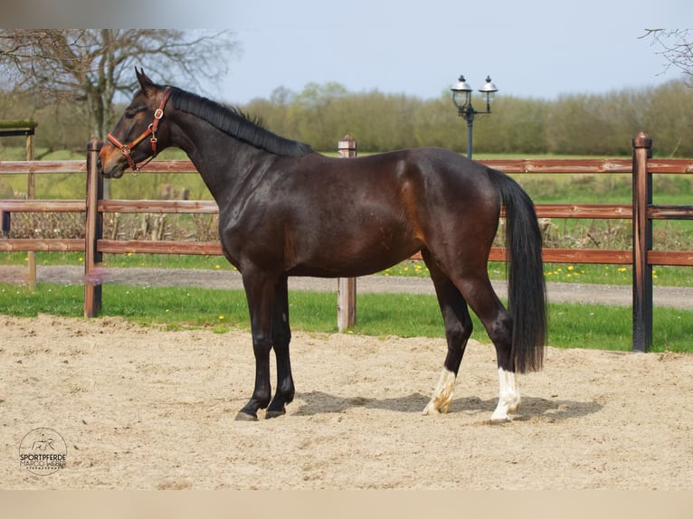 Oldenburg Giumenta 3 Anni 166 cm Baio scuro in Blunk
