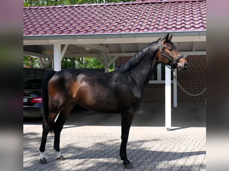Oldenburg Giumenta 3 Anni 166 cm Baio scuro in Werlte