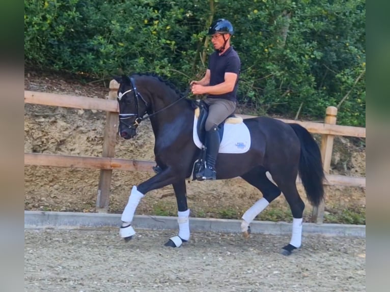 Oldenburg Giumenta 3 Anni 166 cm Morello in Bramsche