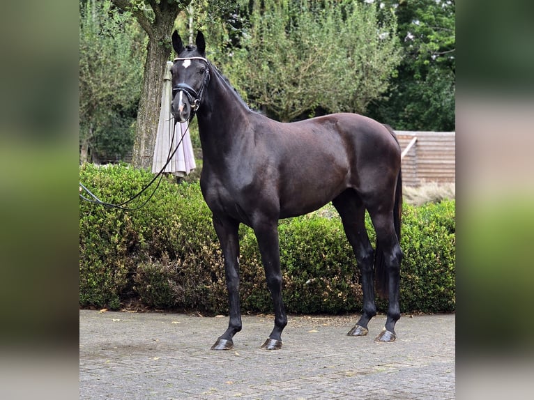Oldenburg Giumenta 3 Anni 166 cm Morello in Warendorf