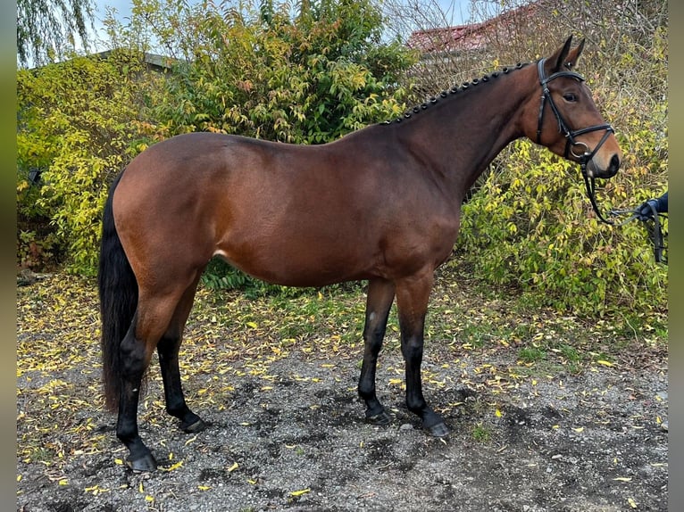 Oldenburg Giumenta 3 Anni 167 cm Baio in Schwaan