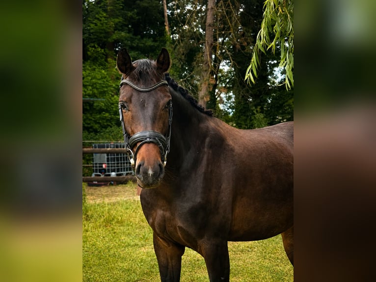 Oldenburg Giumenta 3 Anni 167 cm Baio nero in Nörvenich