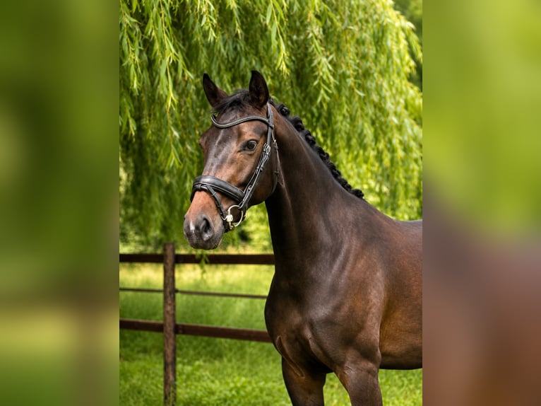 Oldenburg Giumenta 3 Anni 167 cm Baio nero in Nörvenich
