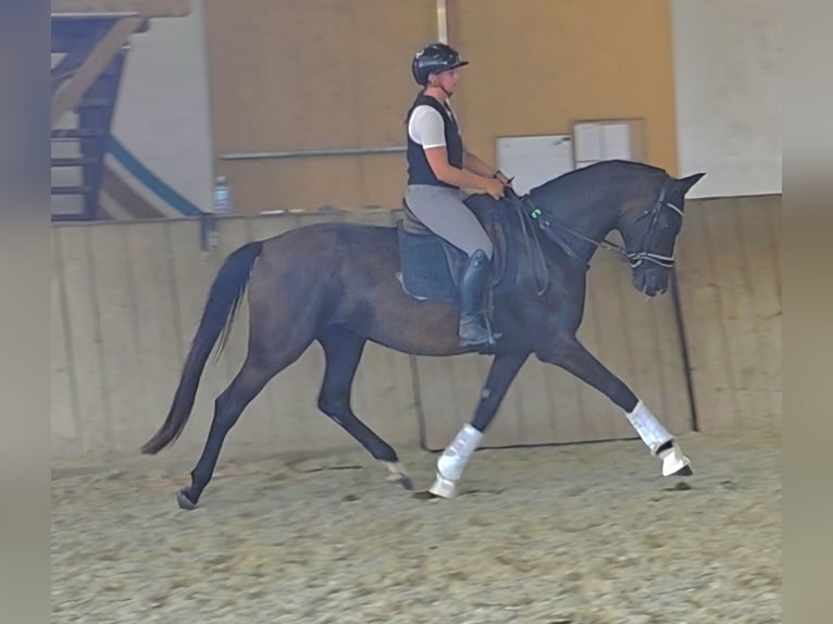 Oldenburg Giumenta 3 Anni 167 cm Morello in Wolfsbach