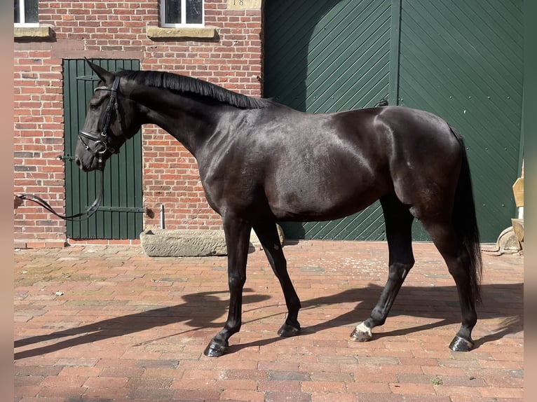 Oldenburg Giumenta 3 Anni 167 cm Morello in Löningen