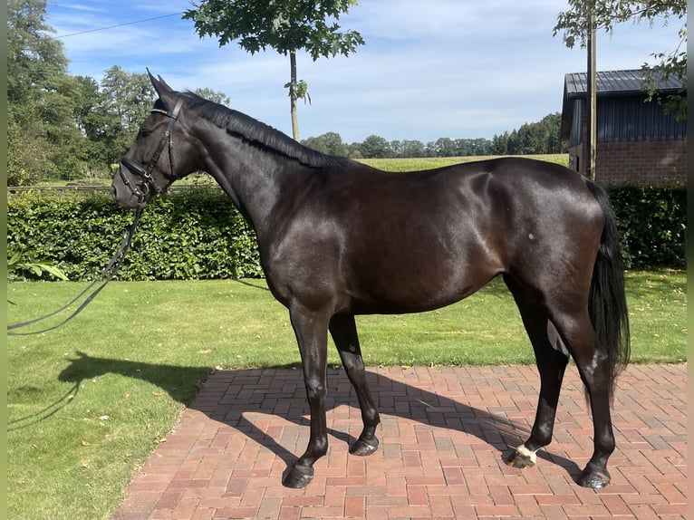 Oldenburg Giumenta 3 Anni 167 cm Morello in Löningen