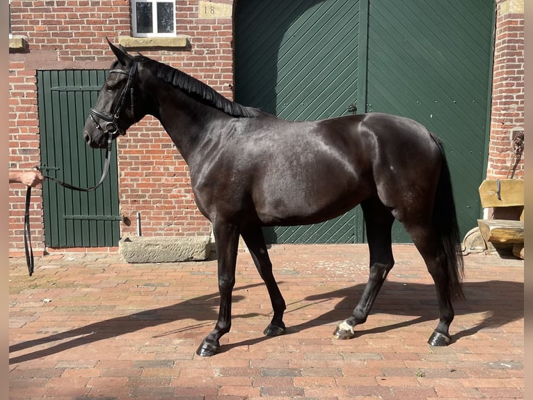 Oldenburg Giumenta 3 Anni 167 cm Morello in Löningen