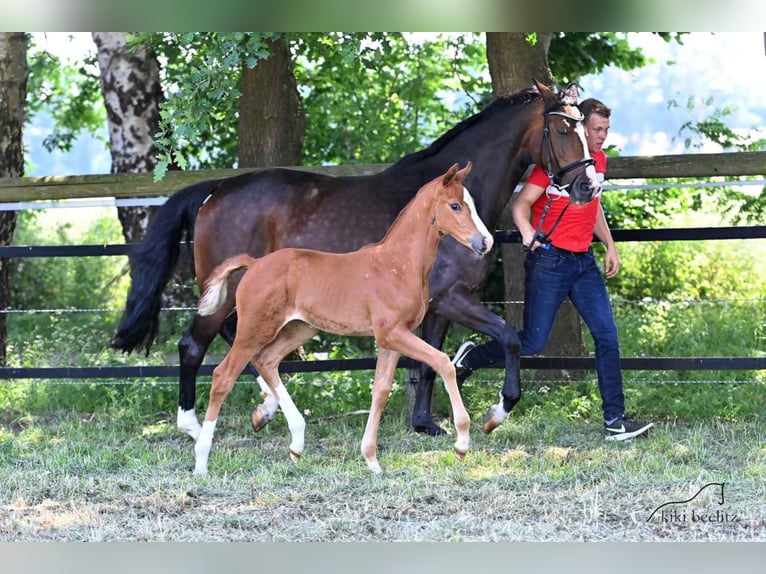 Oldenburg Giumenta 3 Anni 167 cm Sauro in Werlte