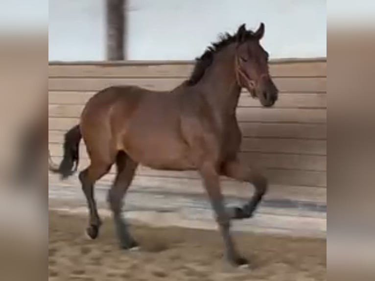 Oldenburg Giumenta 3 Anni 168 cm Baio in Heidesheim am Rhein