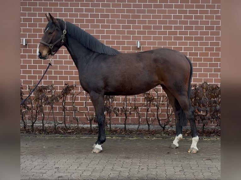 Oldenburg Giumenta 3 Anni 168 cm Baio scuro in Barver