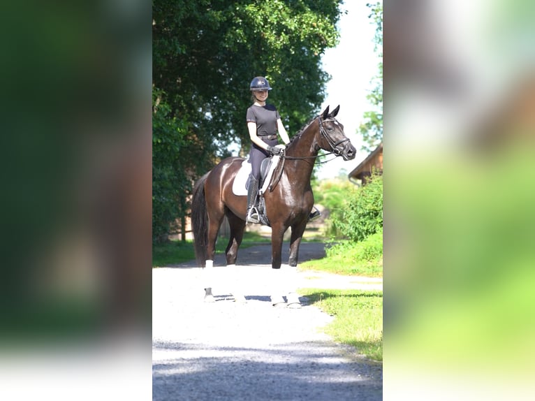 Oldenburg Giumenta 3 Anni 168 cm Morello in Löningen