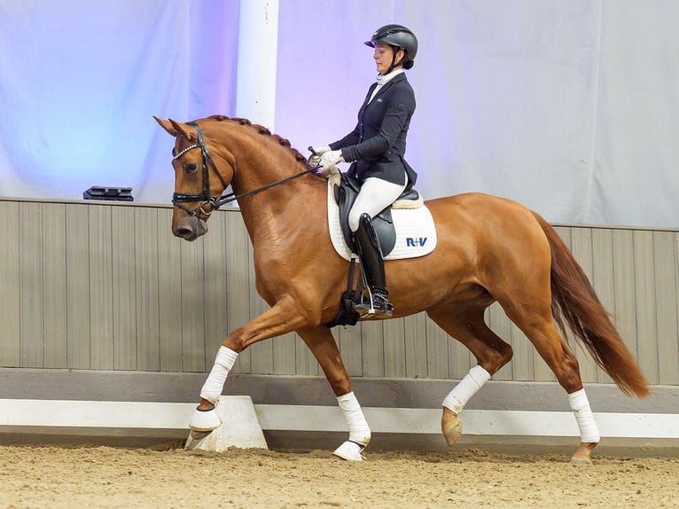 Oldenburg Giumenta 3 Anni 168 cm Sauro in Mnster-Handorf