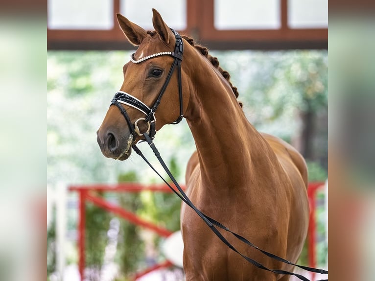 Oldenburg Giumenta 3 Anni 168 cm Sauro in Mnster-Handorf