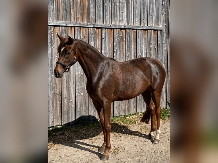 Oldenburg Giumenta 3 Anni 168 cm Sauro scuro in Nahe