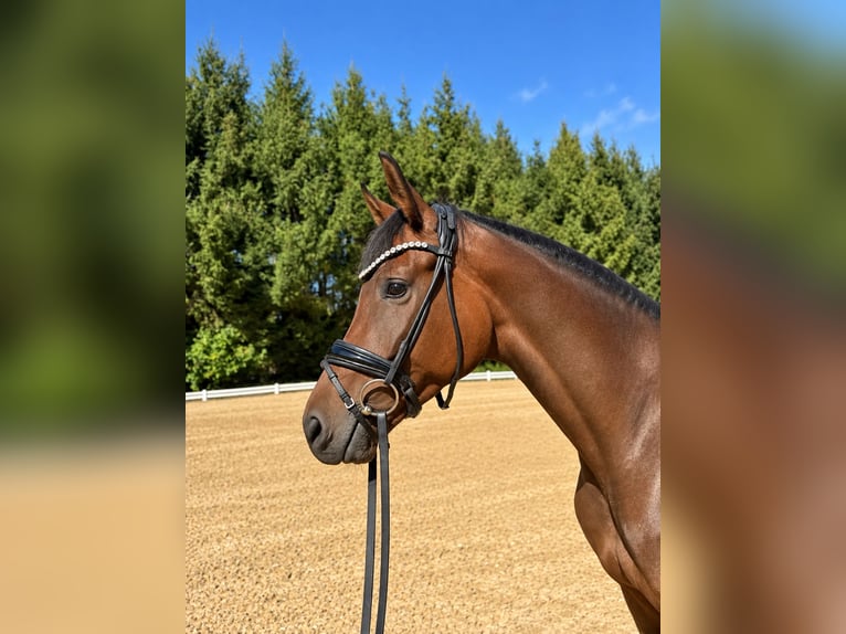 Oldenburg Giumenta 3 Anni 170 cm Baio in Raubling