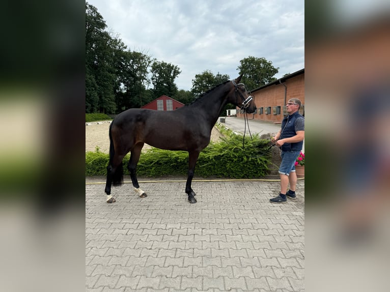 Oldenburg Giumenta 3 Anni 170 cm Baio in Visbek