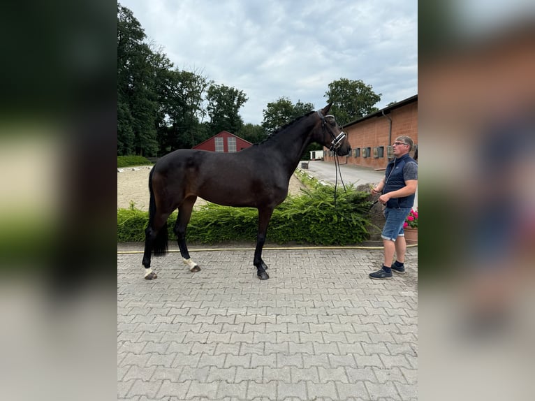 Oldenburg Giumenta 3 Anni 170 cm Baio in Visbek