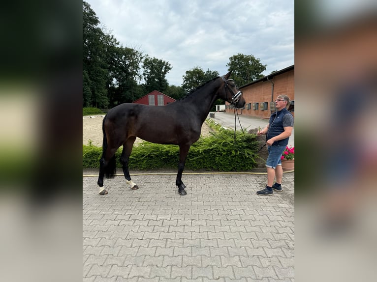 Oldenburg Giumenta 3 Anni 170 cm Baio in Visbek