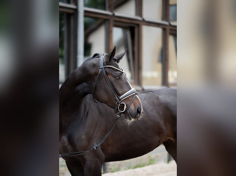 Oldenburg Giumenta 3 Anni 170 cm Baio nero in Heidesheim am Rhein