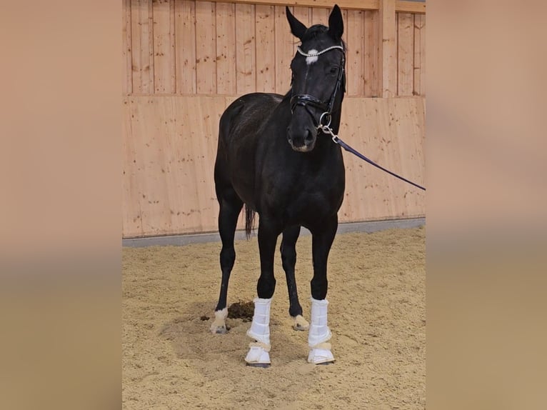 Oldenburg Giumenta 3 Anni 170 cm Morello in Wolfsbach