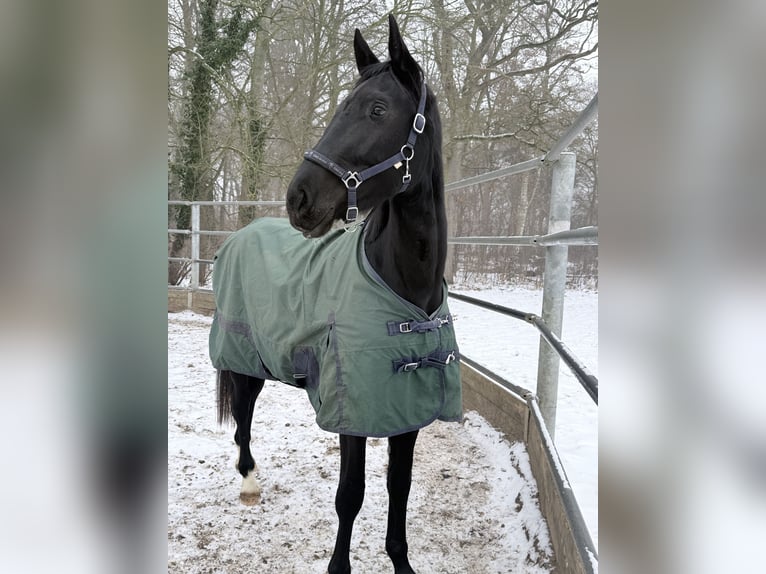 Oldenburg Giumenta 3 Anni 170 cm Morello in Redefin